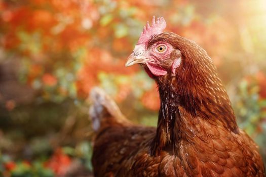 Detailed portrait of a ginger chicken in a background of a red flowering bush