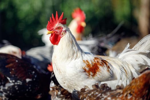 Portrait in profile of a white rooster with brown-orange spots on the wings.