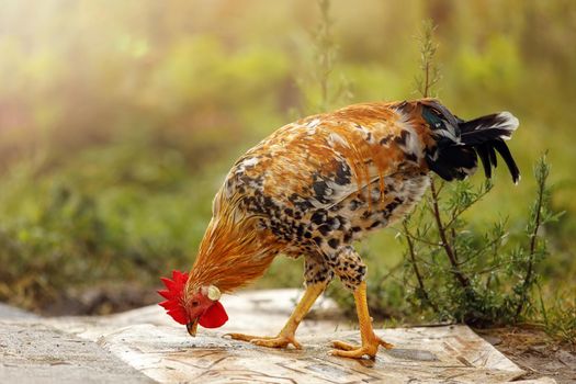 Brown rooster looking for food on a flat surface. Beautiful blurred green nature background.