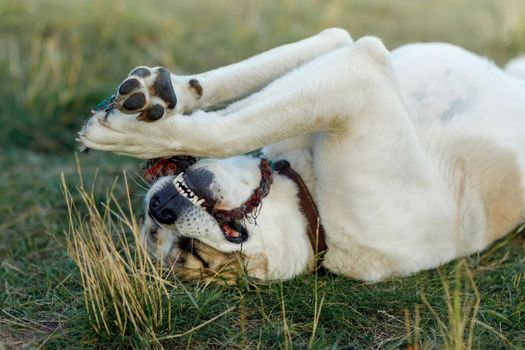 Asian shepherd dog lies in the meadow on its back, holding a rope in its paws and trying to bite it.