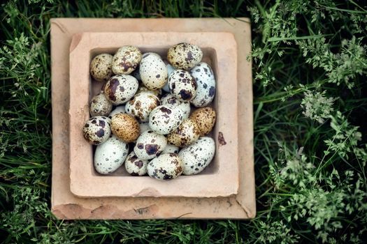 Square clay bowl with quail eggs in a beautiful green herbs background. Concept, free range eggs , organic, healthy food, farm harvest