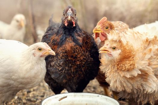 A meeting of village chickens at a white bowl with food. Dark brown, white and ginger hens eat friendly.