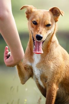 Handsome ginger dog is greeting with owner and wink one eye in the yard at summer time. Concept, pets love, healthy puppy, pets training