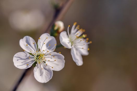 The blossom of a beautiful Apple tree growing in the countryside in the Lithuania