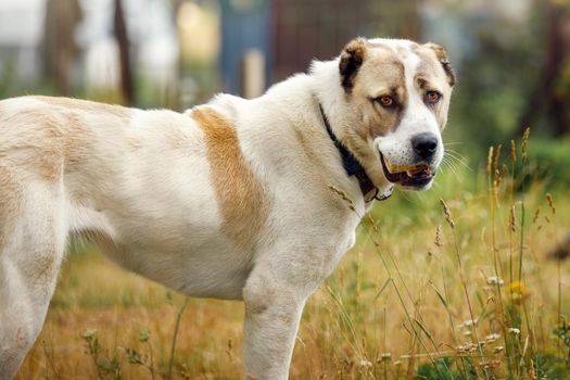 A dog biting a large bone stands in a summer meadow and looks at us.