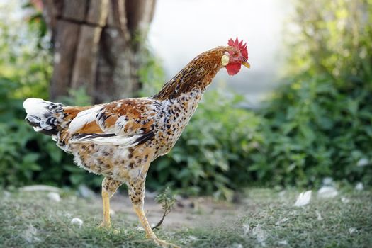 Brownish white elegant young leghorn breed chicken walks against a beautiful rural nature background.