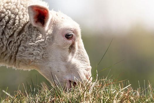 A detailed, low angle photo of a sheep eating grass. The photo shows a sheep's teeth and how she is plucking grass with them.