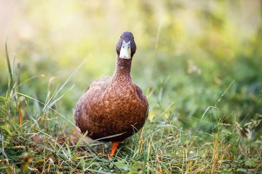 A chocolate colored duck in tall grass comes comes towards us, and looking straight at the photo camera.