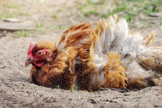 A ginger-colored hen energetically digging in a sand bath, dust flies in the air.