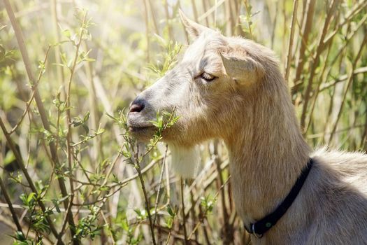 The goat likes young juicy bush twigs. The animal with closed eyes, satisfied sniff with the delicacy.