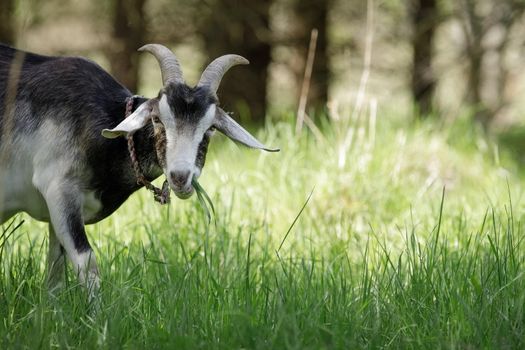 Horny goat with grass in her mouth suddenly enters a frame with a sunny meadow near the forest. There is space for a note.