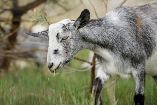 Gray goat with grass in his mouth in the background of dry coniferous tree branches.