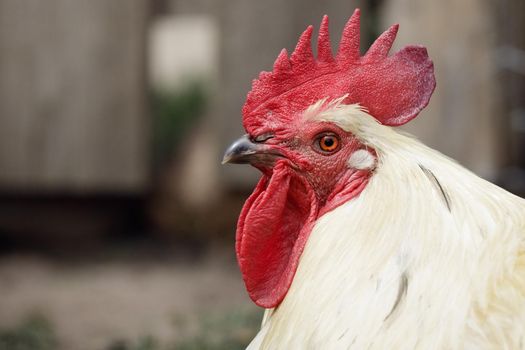 White rooster head. White feather, White cock. Blurred background. Macro photo shallow depth field