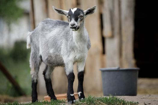 Goatling on farm. Pet on the background of village. Concept of goat's milk, cheese, wool.