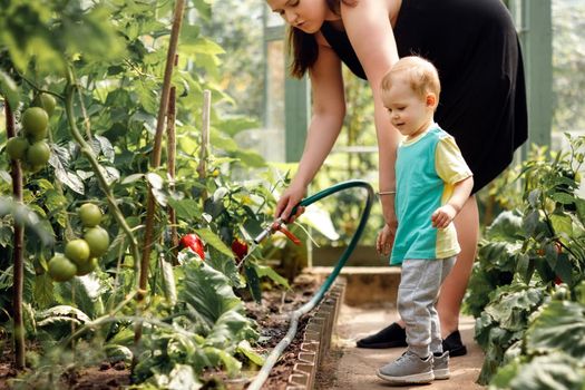 Young woman teaches her child water tomato plants in greenhouse