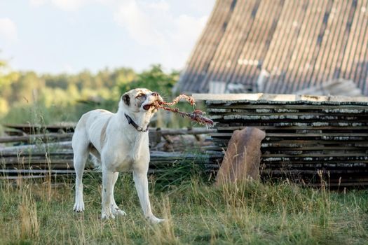 Asian shepherd the dog, in the village yard, play and biting the rope.