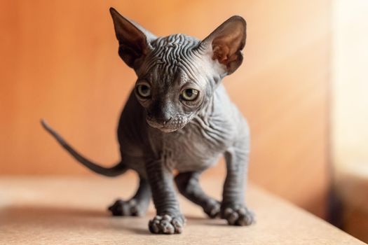 A small Canadian sphynx kitten against an orange background by a window. Sphinx indoor.