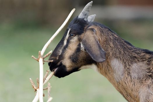 The dark brown young goat tastes the dry branch. Midsummer is a time of drought.