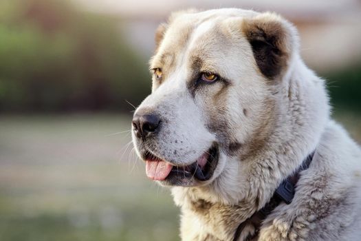 A close-up portrait of an Asian Shepherd dog slightly showing the tongue.