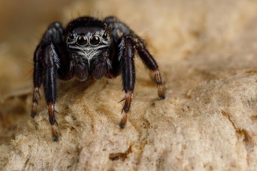 Hairy, black jumping spider sits on a birch bark and shows of eyes detail. Insect close up