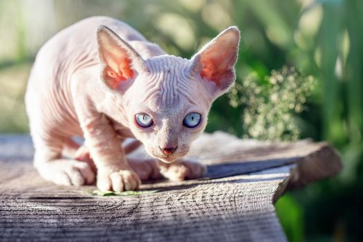 Beautiful Canadian sphynx cat sits on a plank in the garden. A naked kitten lurking and watching at camera in sunlight nature. Concept, pet love, animal life, cats breeding, enjoy freedom