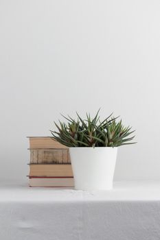 Stack of old rustic vintage books with the plant on white table