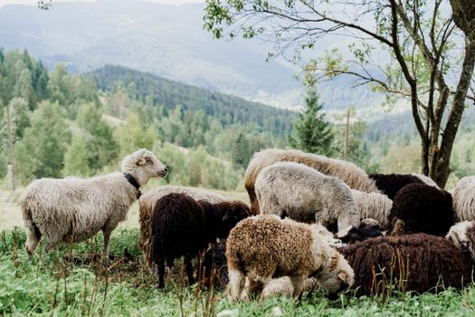 Flock of sheep in the mountains. Sheeps and rams on the green field on the farm. Production of wool from animals.