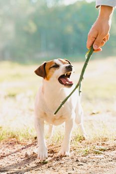 Jack russell terrier barks. Dog plays with wooden stick. People and pets.