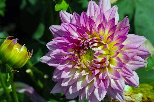 Close-up of the flowering dahlia in the garden in the fall