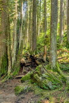Deep green forest on bright summer day.