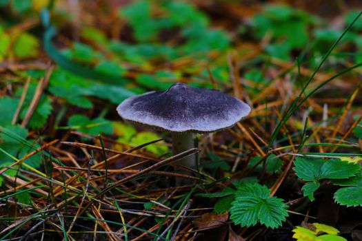 A view of the fungus in the forest in autumn. Not eating food