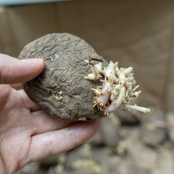 Roots growing from sweet potato in hand close-up