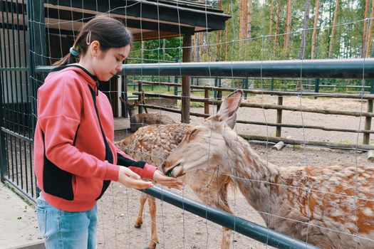 Girl feeding a deer at the zoo