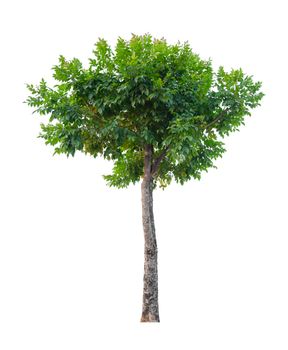 Single Tree isolated on white background, With Clipping path.