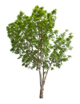 The Single Tree isolated on white background, With Clipping path.