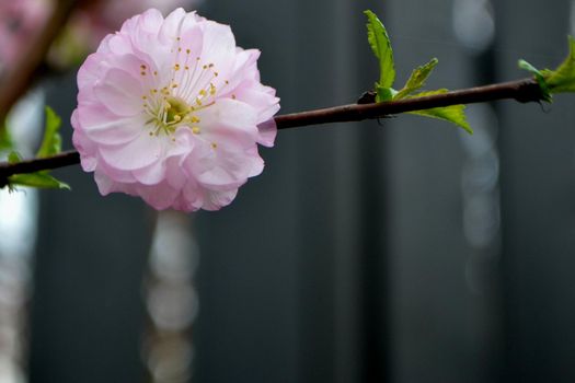 Beautiful Pink Sakura flowers, cherry blossom during springtime against blue sky, toned image with sun leak. High quality photo