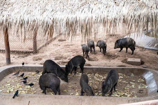 Collared peccary eating in an animal enclosure in Peru