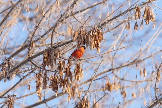 Male bullfinch eats maple seeds. Bright colorful bird perching on tree branch. Winter sunny day in forest.