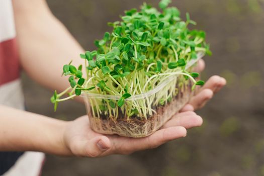 Microgreen in hands closeup. Man holds green microgreen of sunflower seeds in hands. Healthy vegeterian food delivery.