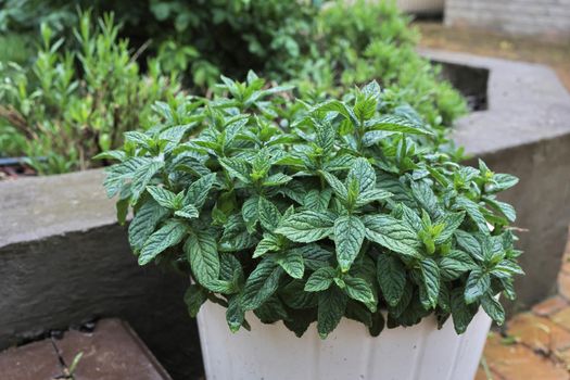 close-up of a mint plant growing outdoors in a white flower pot. home herb garden concept