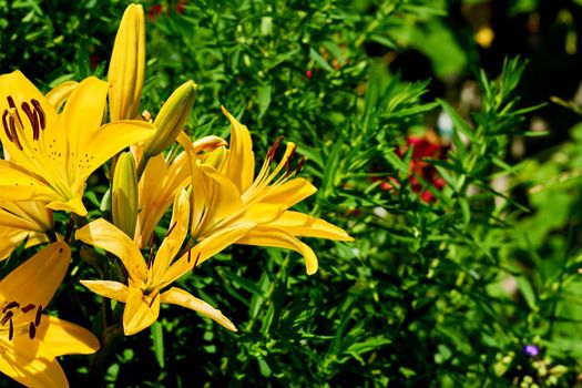 an Old World plant of the iris family, with sword-shaped leaves and spikes of brightly colored flowers, popular in gardens and as a cut flower.