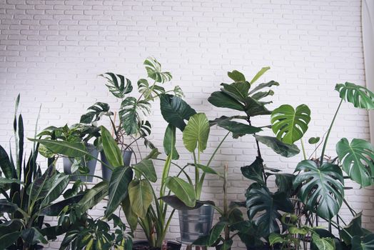 urban jungle flowers next to the white wall. High quality photo