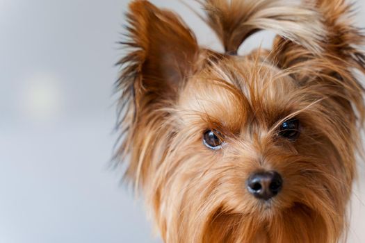 Cute dog looking at the camera isolated on a white background. Yorkshire terrier watching. Close up portrait of a dog
