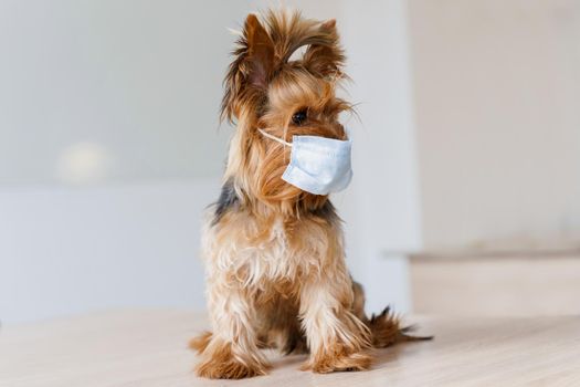Yorkshire terrier in medical mask. Dog in surgical mask for coronavirus prevention in front of white background. Pandemic. Health care dog concept