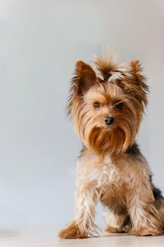 Cute yorkshire terrier is sitting on a white background. Portrait of adorable dog. A little lovely dog is smiling. Vertical photo