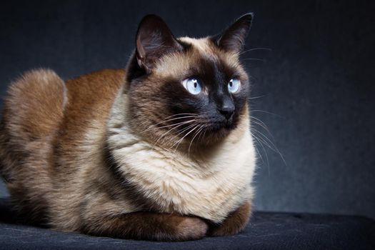 Siamese cat on a black studio background