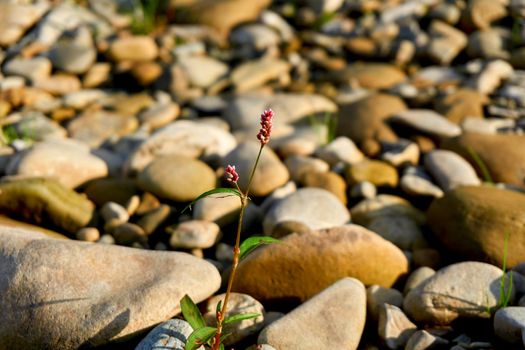 hard solid nonmetallic mineral matter of which rock is made, especially as a building material.Lonely wild flower among scattered stones on a sunny day.