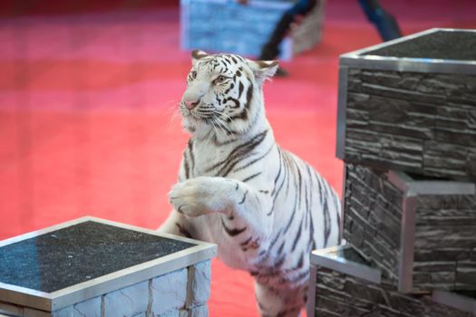 White tigers in a circus