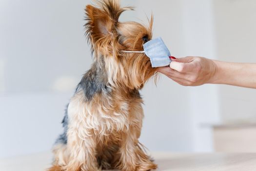 Dog in a surgical medical mask. Put medical mask on cute yorkshire terrier on a white background. Pet care and coronavirus protection. Veterinary clinic