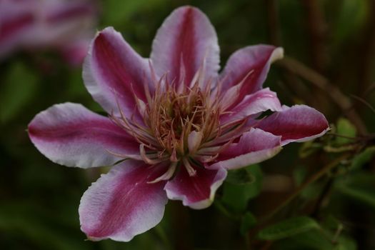 Purple flower blossom close up Clematis viticella family ranunculaceae botanical high quality big size print